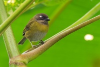 Tangara krovinna - Chlorospingus flavopectus - Common Bush-tanager o1459